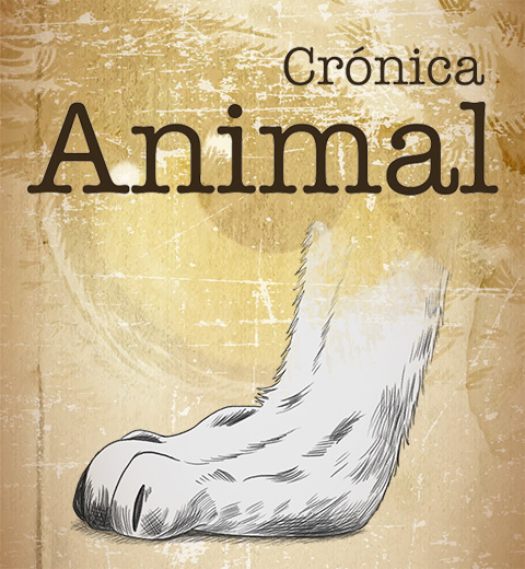 Crónica animal en Youtube